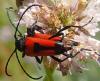 Stictoleptura cordigera